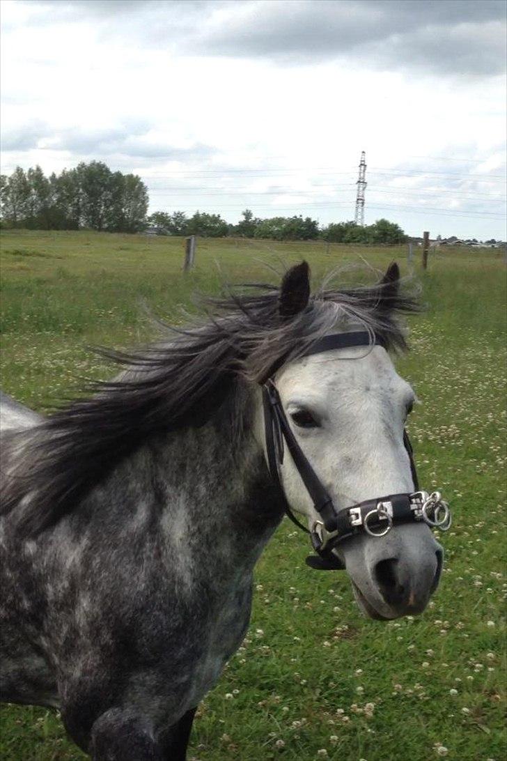 Welsh Mountain (sec A) Stampebakkens Nosey <3 billede 14