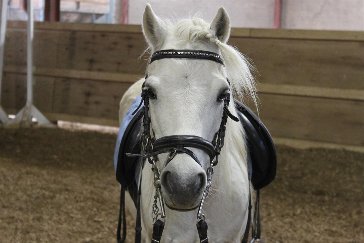 Anden særlig race Prins :* billede 14