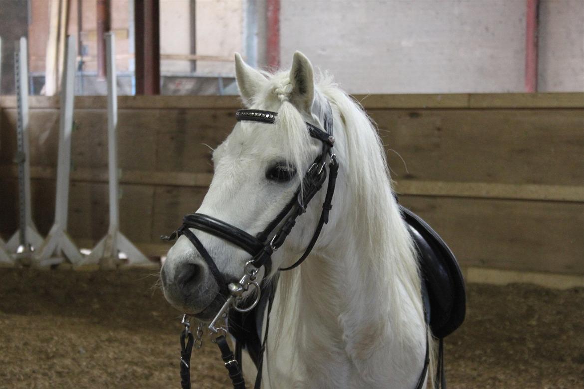 Anden særlig race Prins :* billede 15