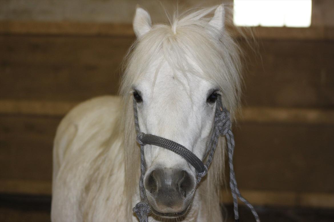 Anden særlig race Prins :* billede 16