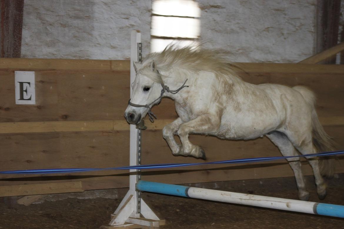 Anden særlig race Prins :* billede 17