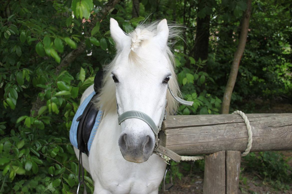 Anden særlig race Prins :* billede 18