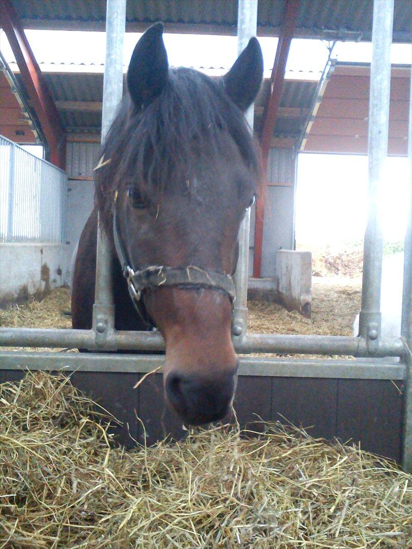 Anden særlig race Hagbard [Red engang] billede 5