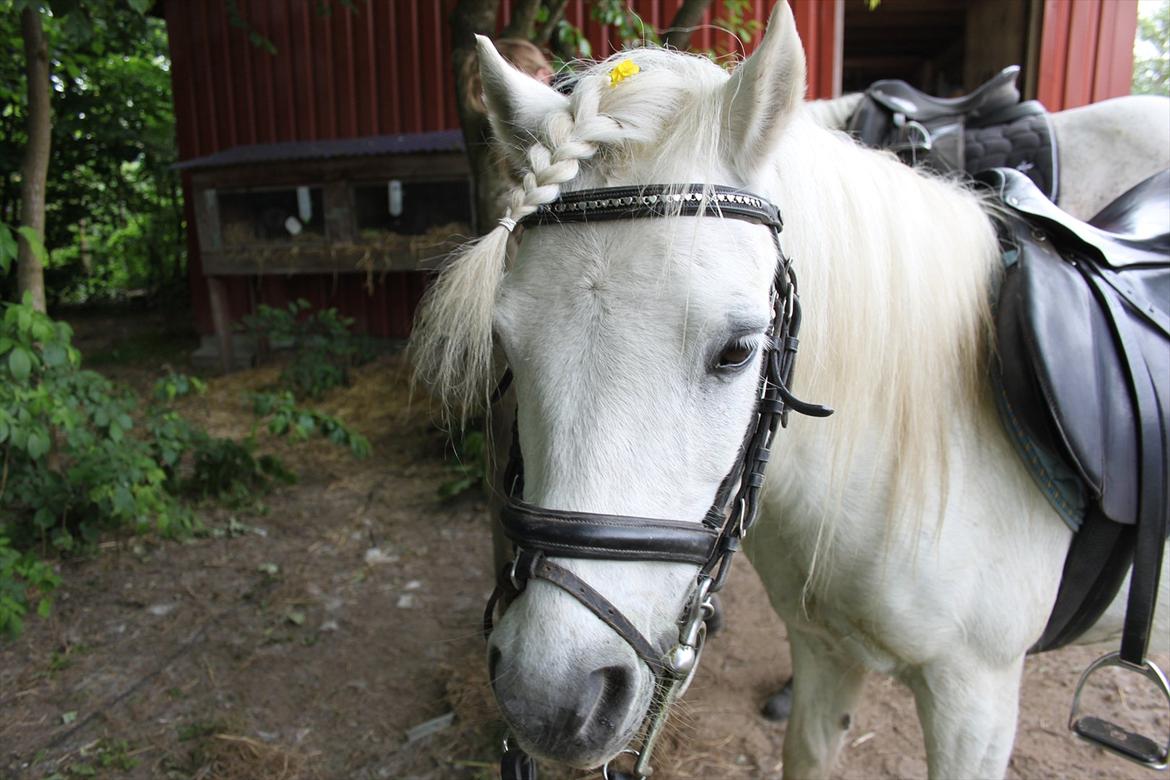 Anden særlig race Prins :* billede 19