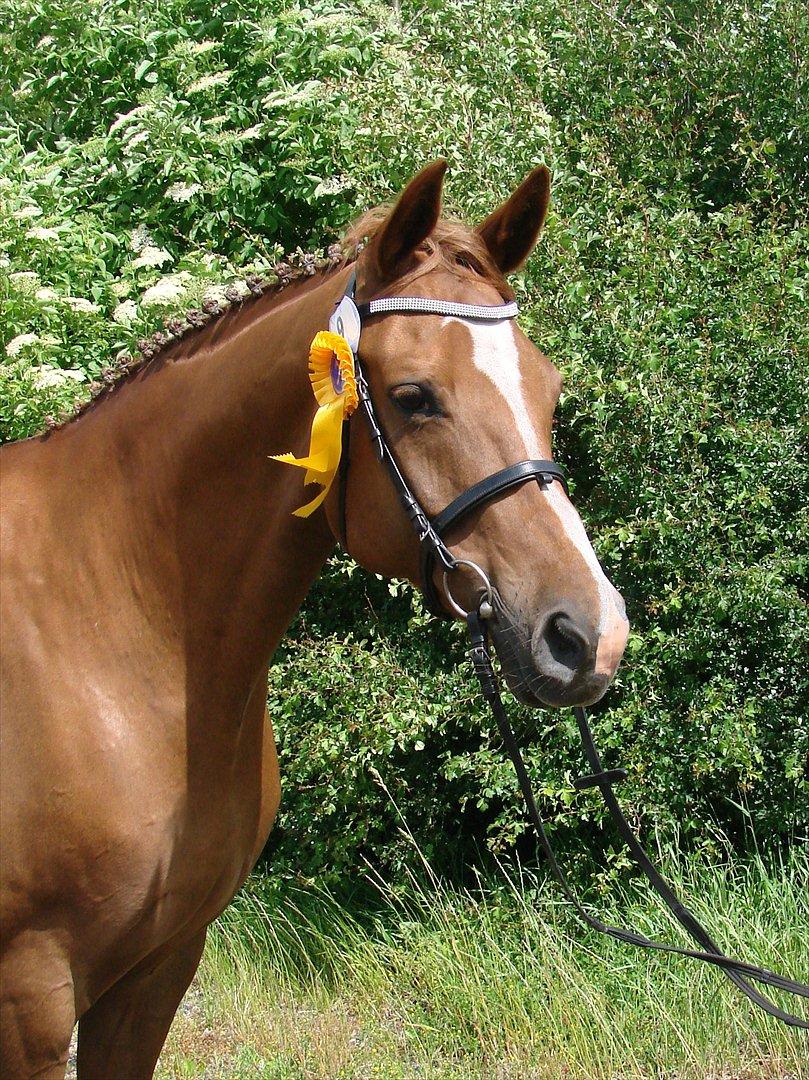 Dansk Varmblod Chanell billede 1