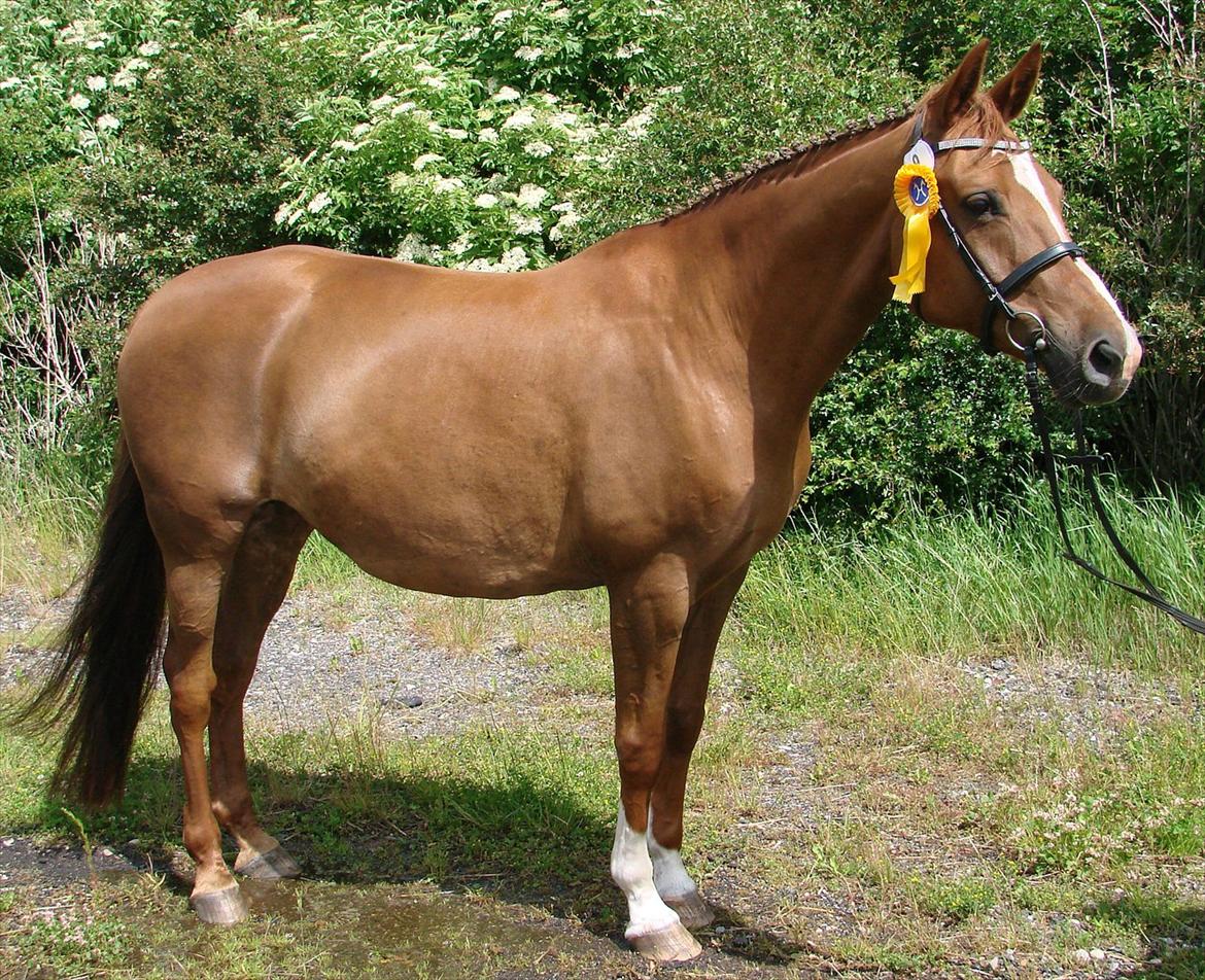 Dansk Varmblod Chanell billede 5