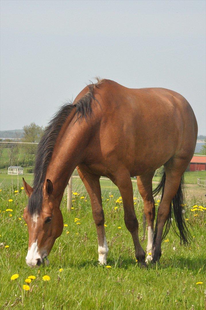 Anden særlig race Bækagers Louie - aflivet - Savner min stjerne !! billede 20