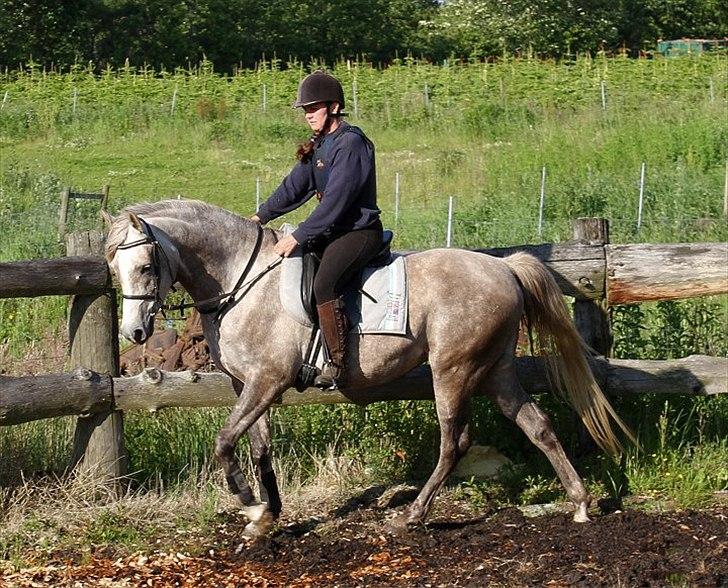 Arabisk fuldblod (OX) Sakina Zakaria - SOLGT - billede 16