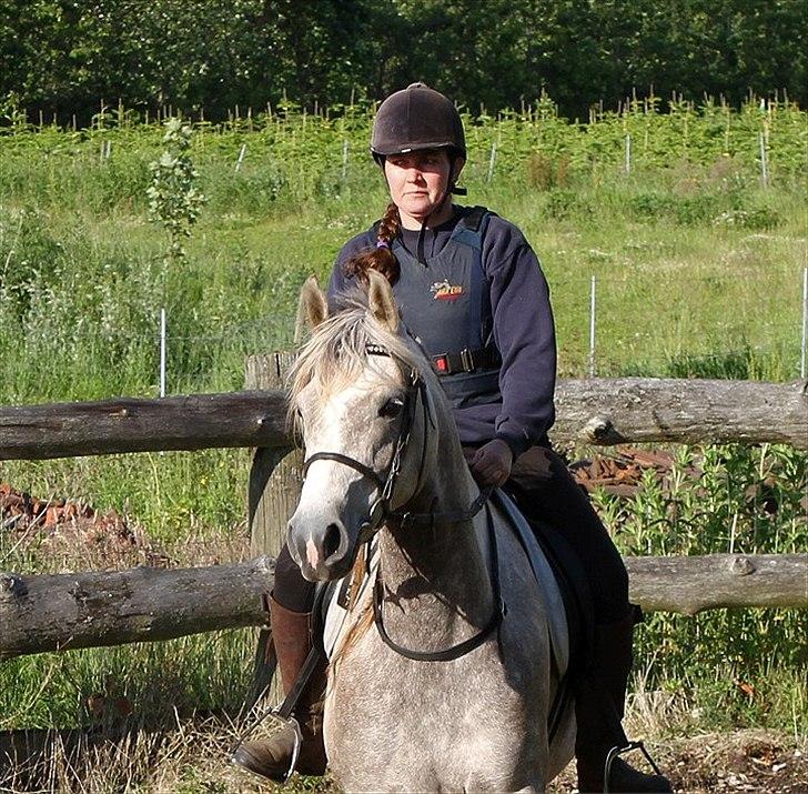 Arabisk fuldblod (OX) Sakina Zakaria - SOLGT - billede 17