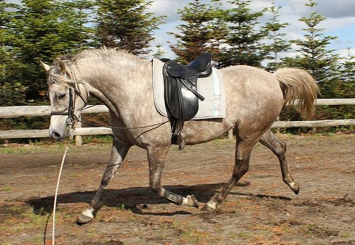 Arabisk fuldblod (OX) Sakina Zakaria - SOLGT - billede 13