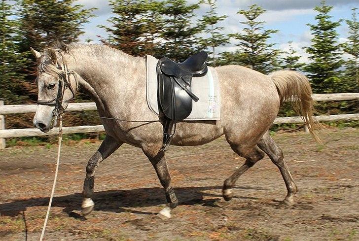 Arabisk fuldblod (OX) Sakina Zakaria - SOLGT - billede 14