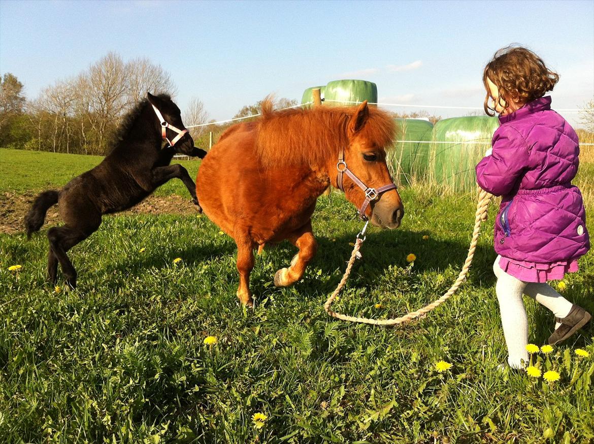 Anden særlig race Høgfeldt's Rapunsel<3 billede 4