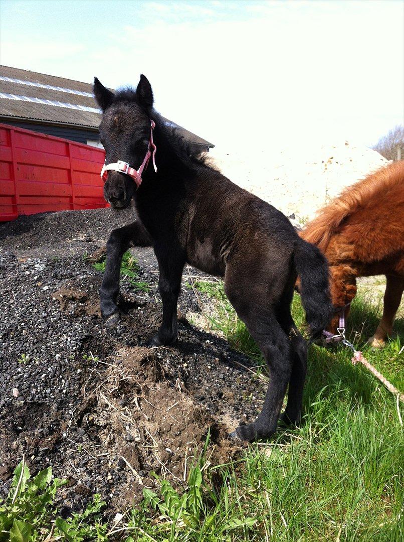 Anden særlig race Høgfeldt's Rapunsel<3 - Rapunsel<3 billede 2