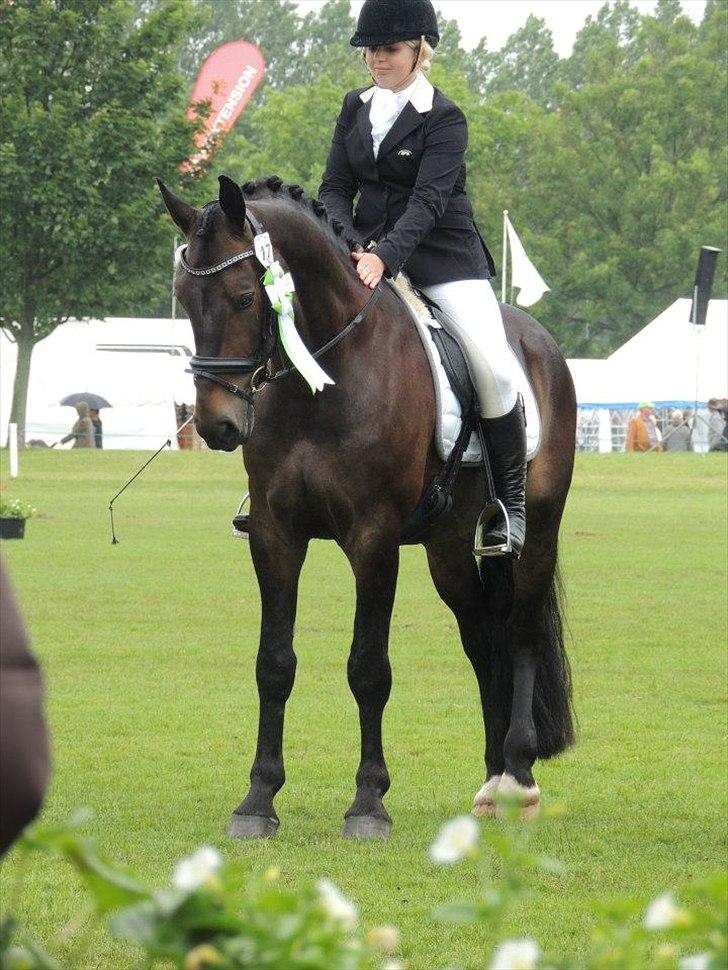 Oldenborg Renit's Galano - **Dyrskuet 2012 - Dressur gangartsklassen 3 Plads Bedste Oldenborg, blev slået af 2 DV'er! 7,73 <3<3 billede 18