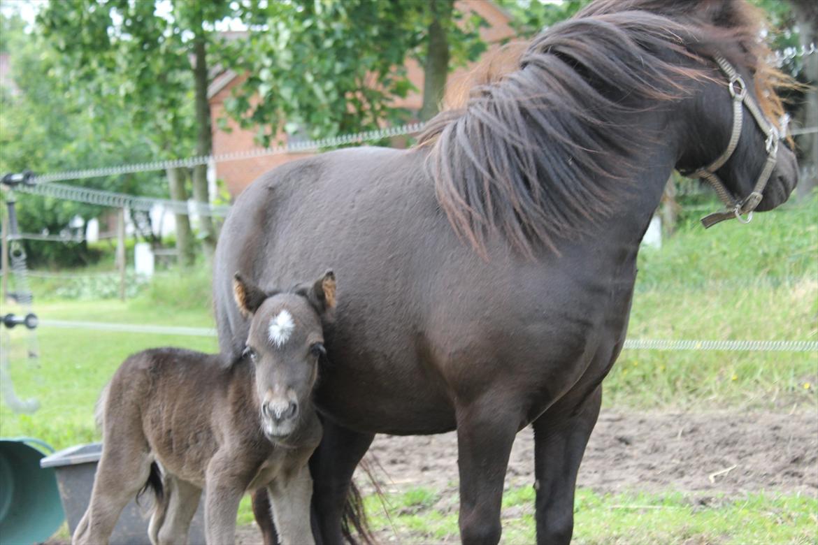 Shetlænder Athea billede 9