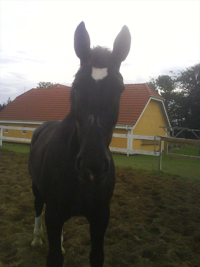 Oldenborg Maverick Mit et og alt!! :-* <3 - <3 billede 15