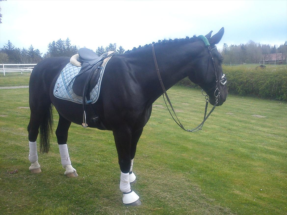 Oldenborg Maverick Mit et og alt!! :-* <3 - min dejlige skat :-* billede 16