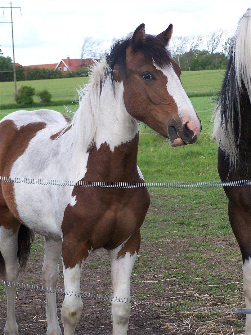 Irish Cob Crossbreed Mosegårdens Medina flashdance  (Diva) - 1 år gammel  billede 3
