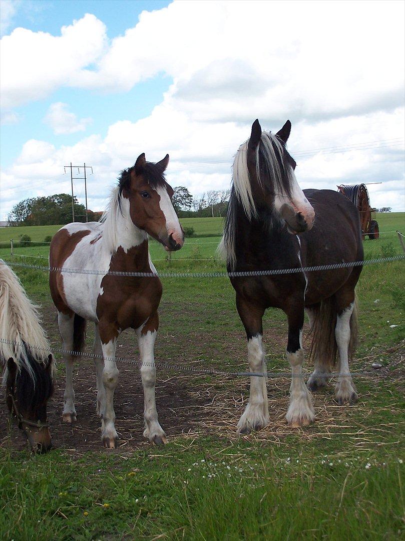 Irish Cob Crossbreed Mosegårdens Medina flashdance  (Diva) - så fin hun er ved at blive billede 4