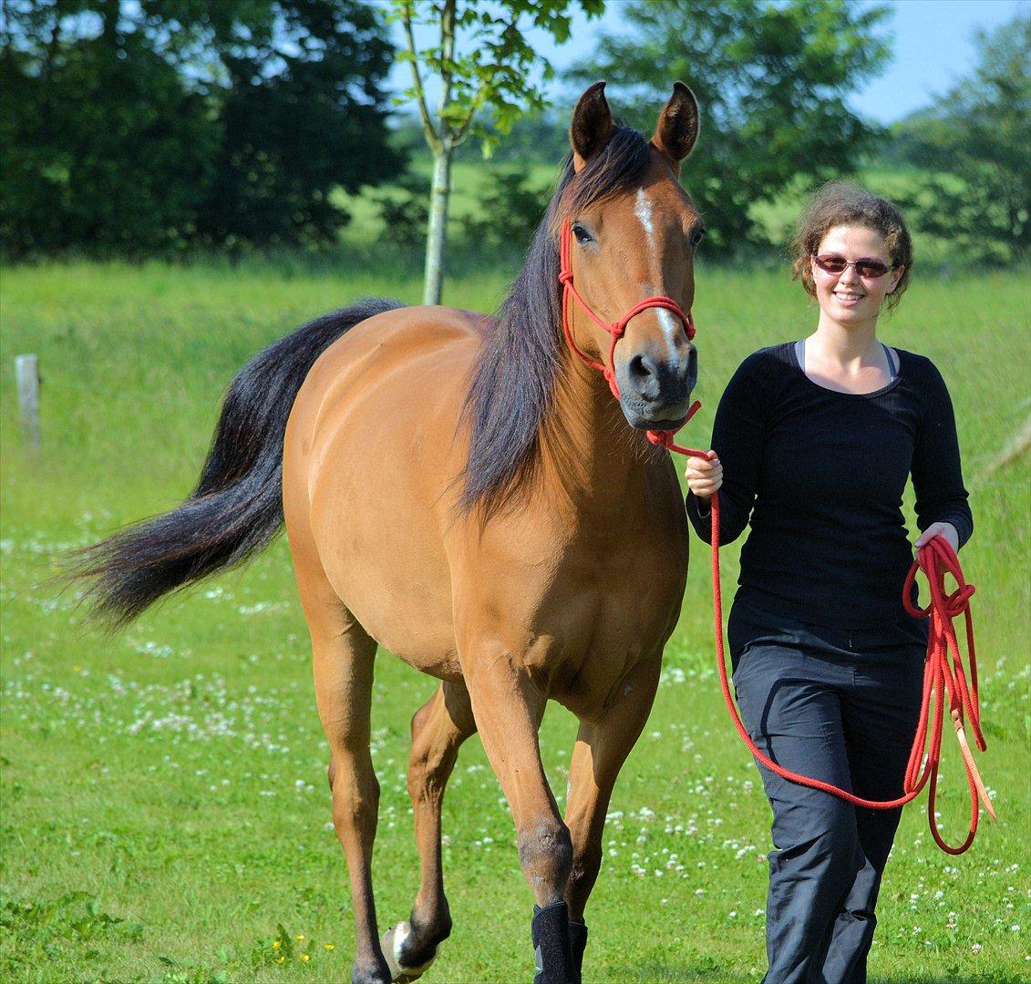 Arabisk fuldblod (OX) cherelda billede 5