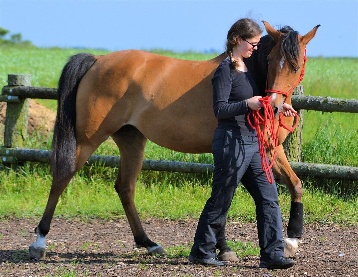 Arabisk fuldblod (OX) cherelda billede 16