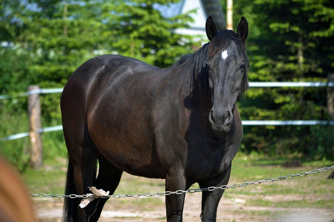Oldenborg elmerhøjs dominiq billede 7