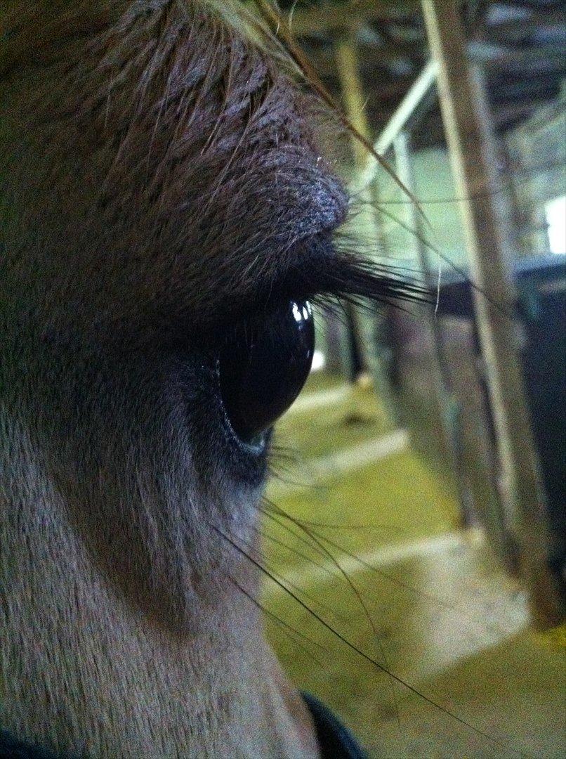 Fjordhest Laika [Birthe] <3 (I Will Always Love You) - Min øjesten<3 billede 16