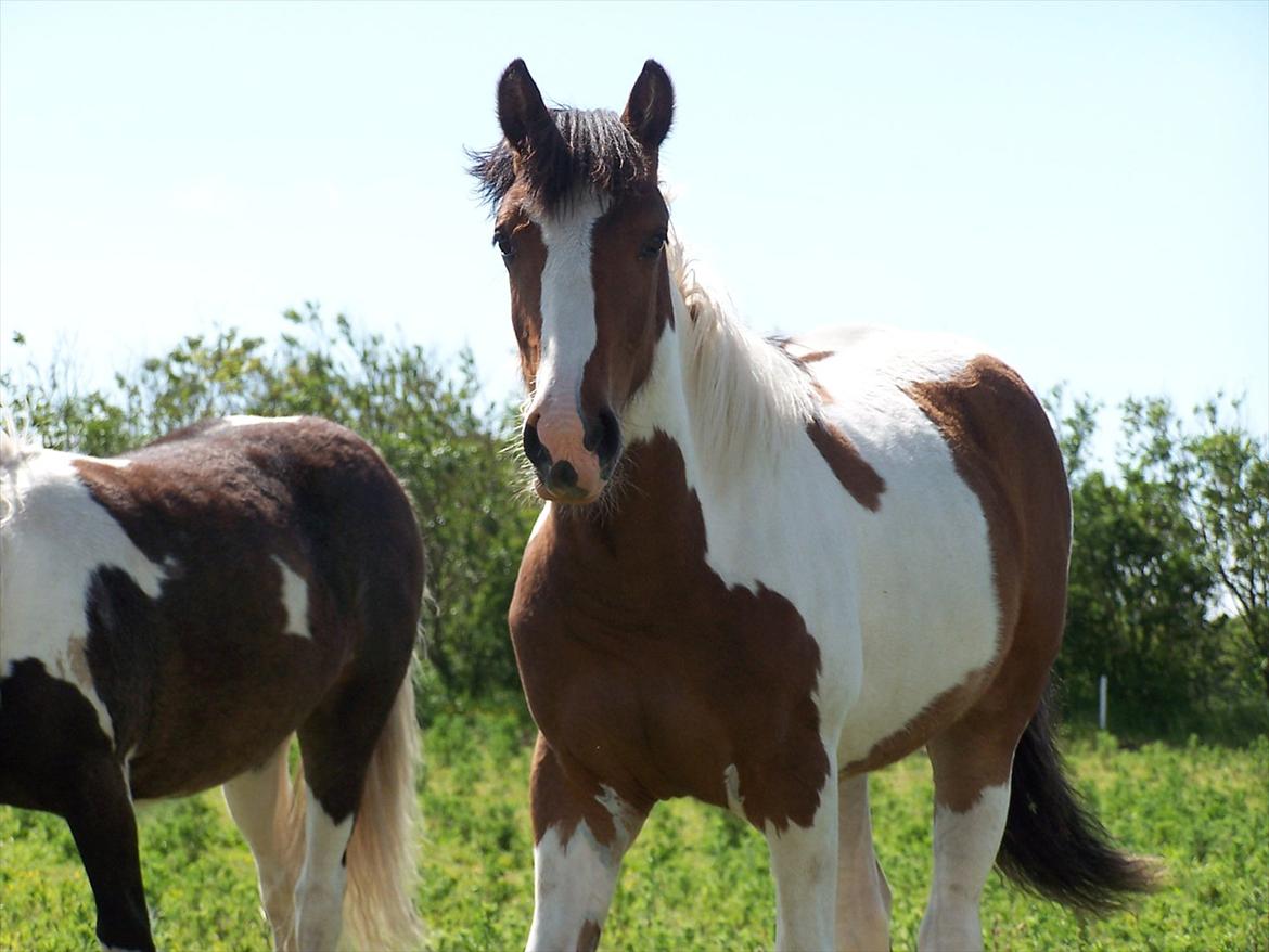 Irish Cob Crossbreed Mosegårdens Medina flashdance  (Diva) billede 2
