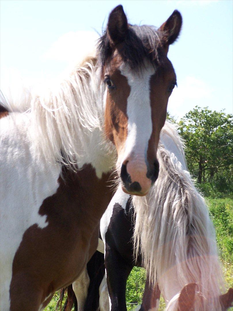Irish Cob Crossbreed Mosegårdens Medina flashdance  (Diva) - smukke Diva billede 1