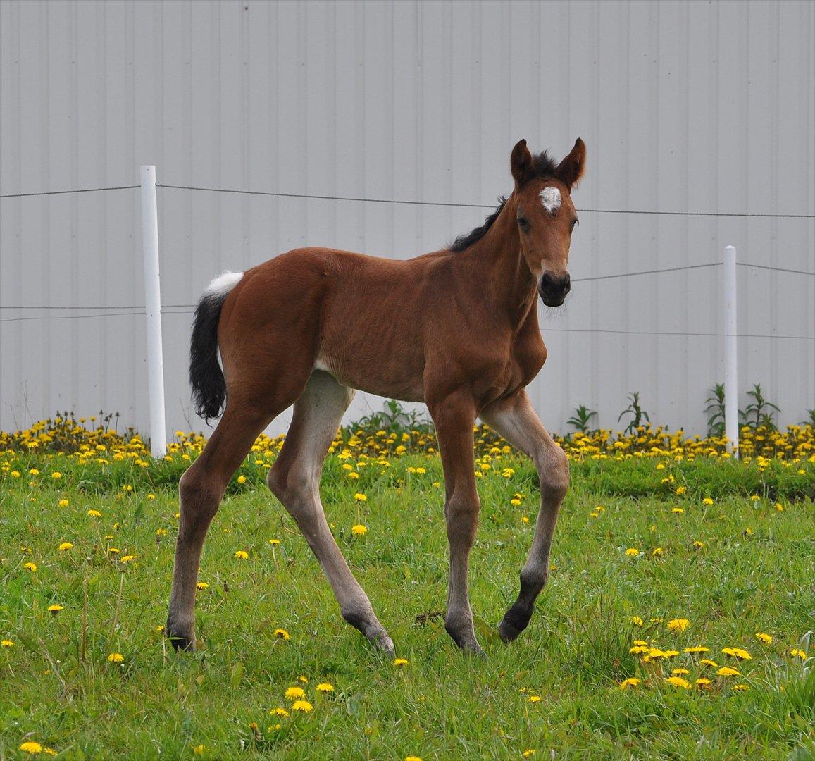 Dansk Varmblod Special Touch billede 3