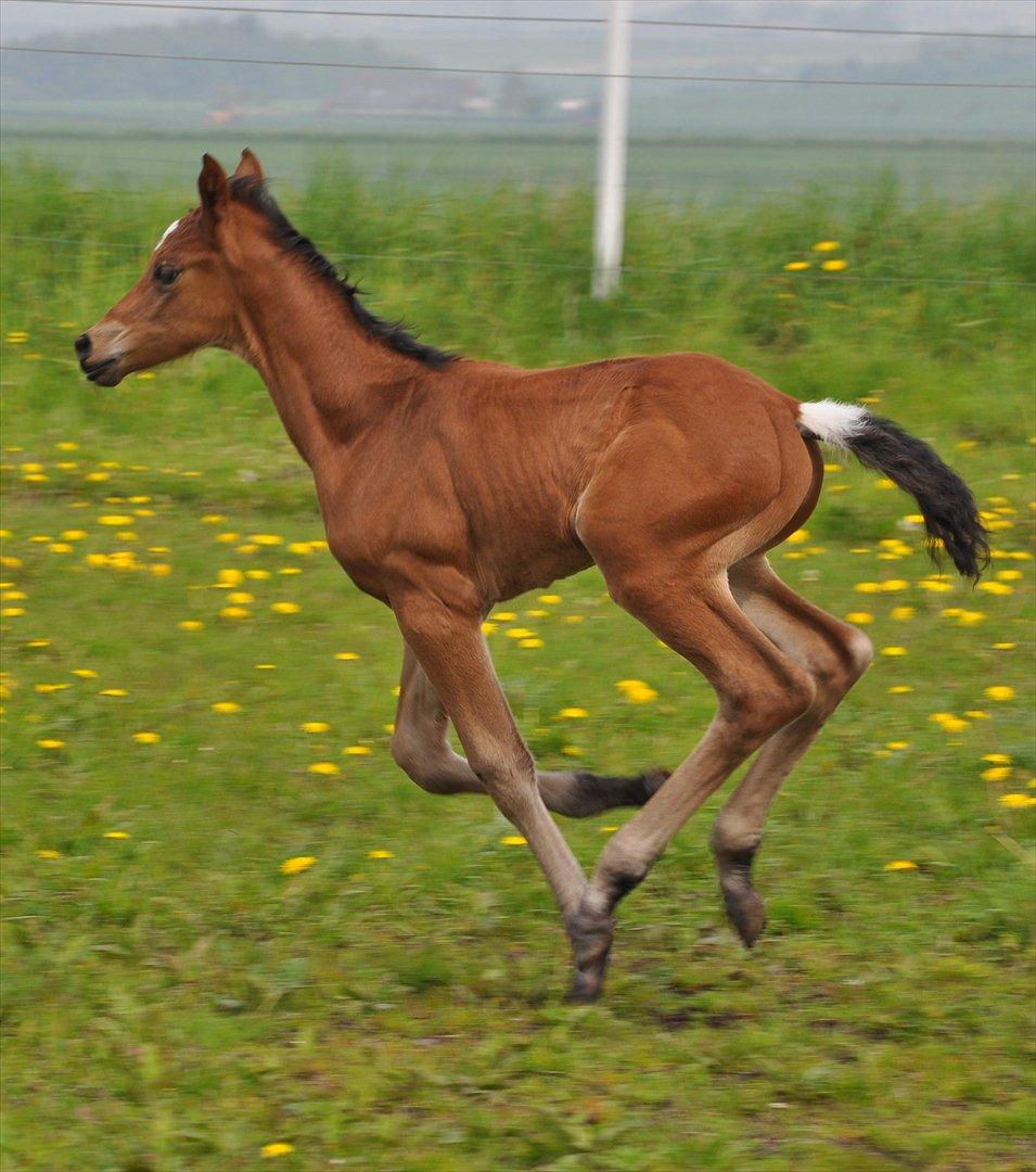 Dansk Varmblod Special Touch billede 5