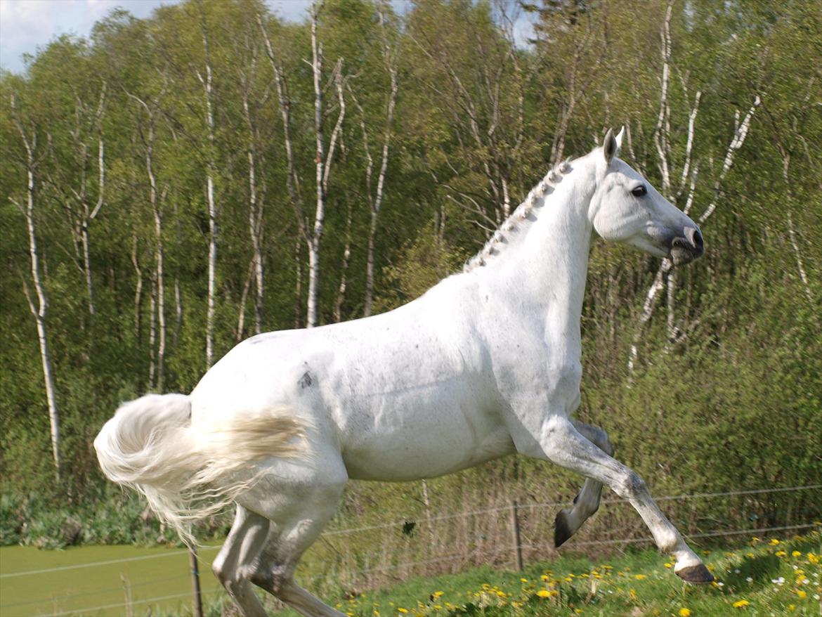 Holstener Toermalijn R.I.P :S billede 18