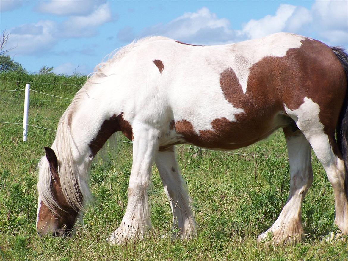 Irish Cob freja - 2012 billede 7