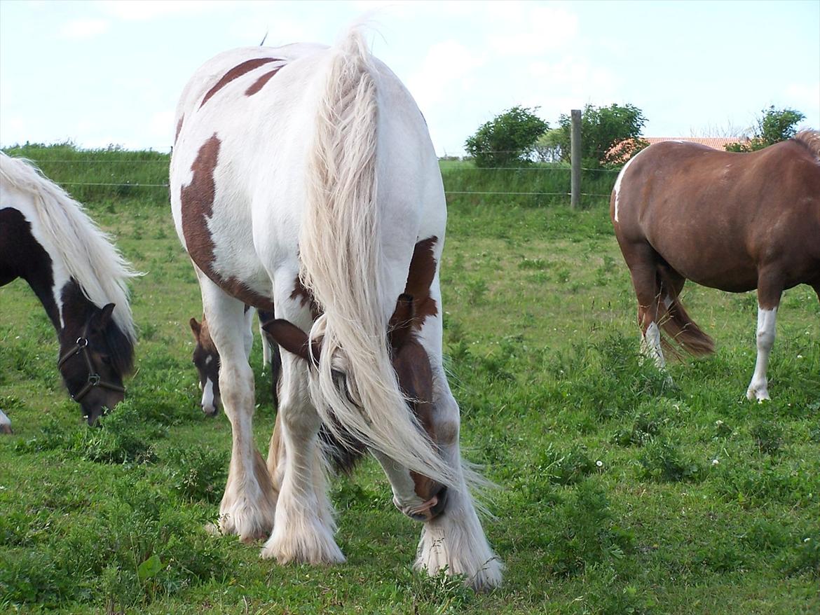 Irish Cob freja billede 6