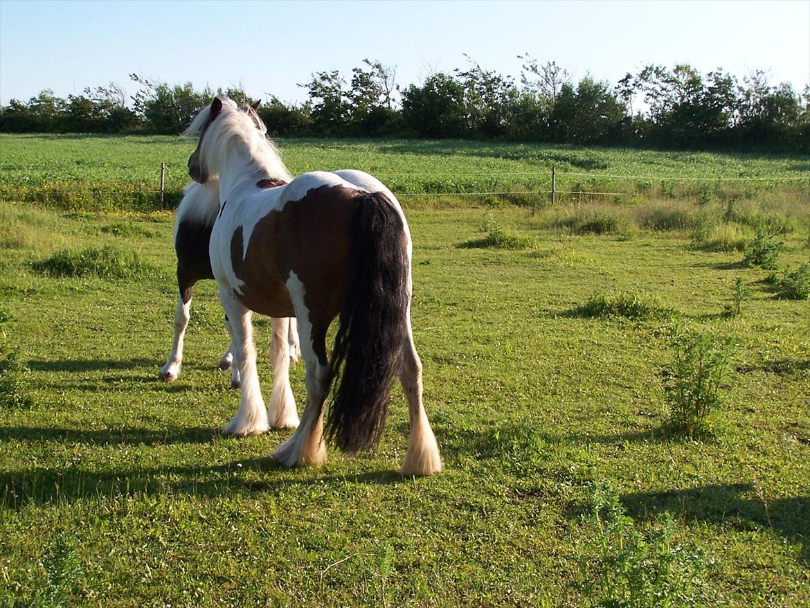 Irish Cob freja billede 2