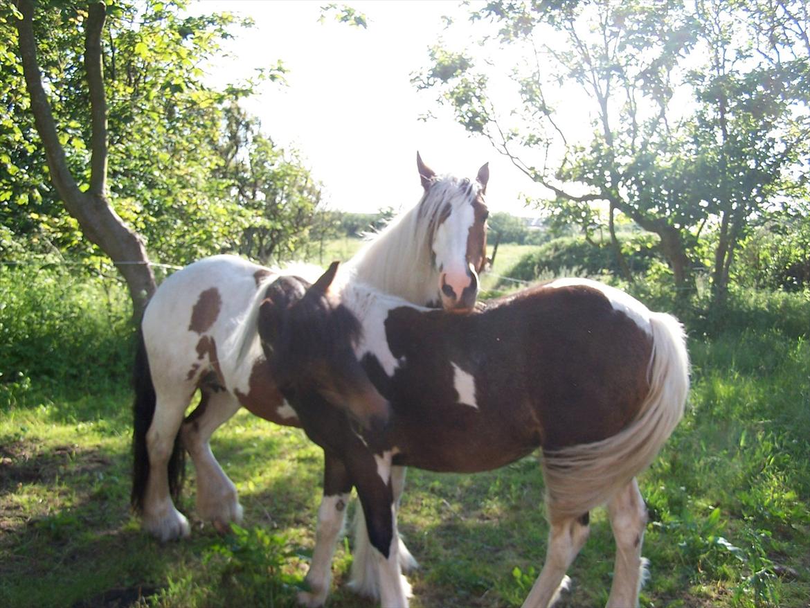 Irish Cob freja - forår .20 juni 2012. sammen med hendes store pige maddie billede 4