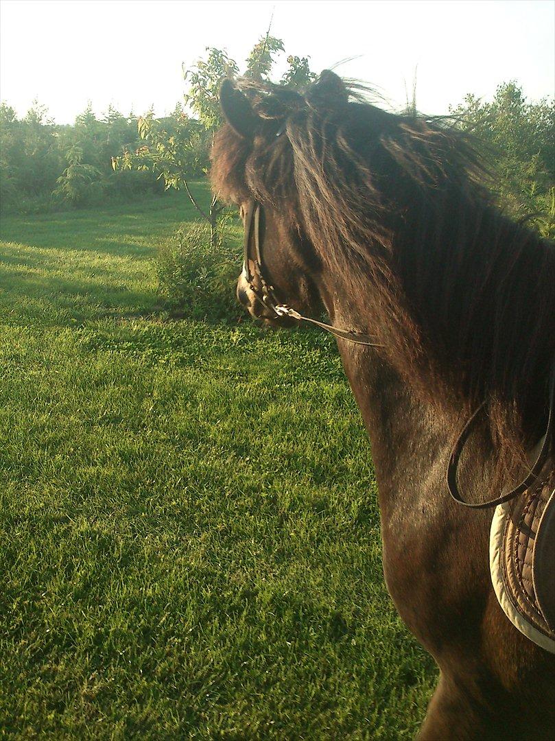 Islænder Kolfaxi fra Midtgaard billede 4