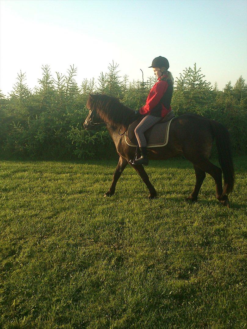 Islænder Kolfaxi fra Midtgaard billede 5