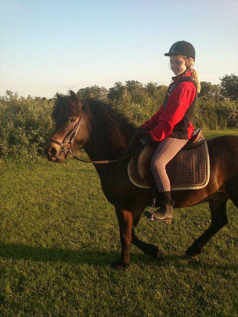 Islænder Kolfaxi fra Midtgaard billede 1