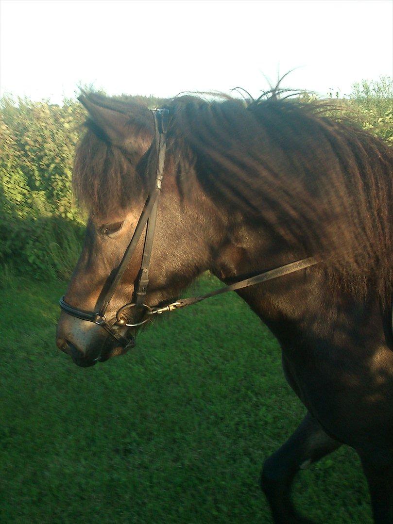 Islænder Kolfaxi fra Midtgaard billede 6