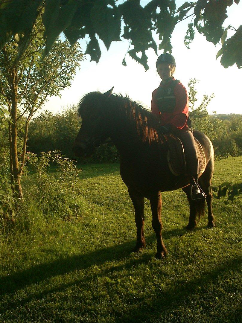 Islænder Kolfaxi fra Midtgaard billede 7