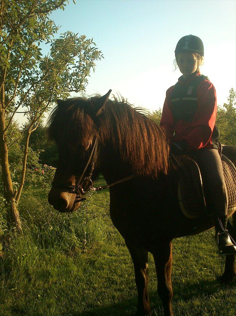 Islænder Kolfaxi fra Midtgaard billede 8