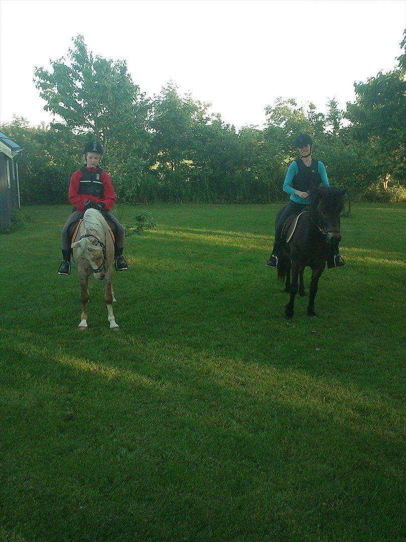 Islænder Kolfaxi fra Midtgaard billede 9