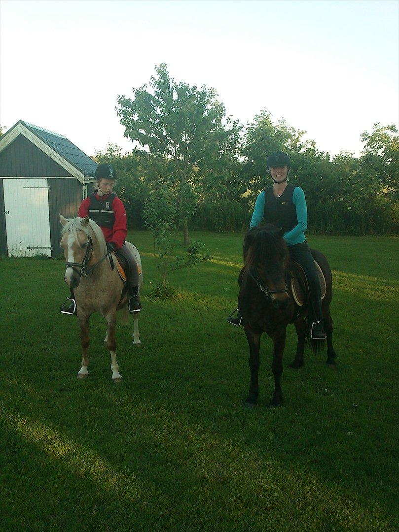 Islænder Kolfaxi fra Midtgaard billede 10