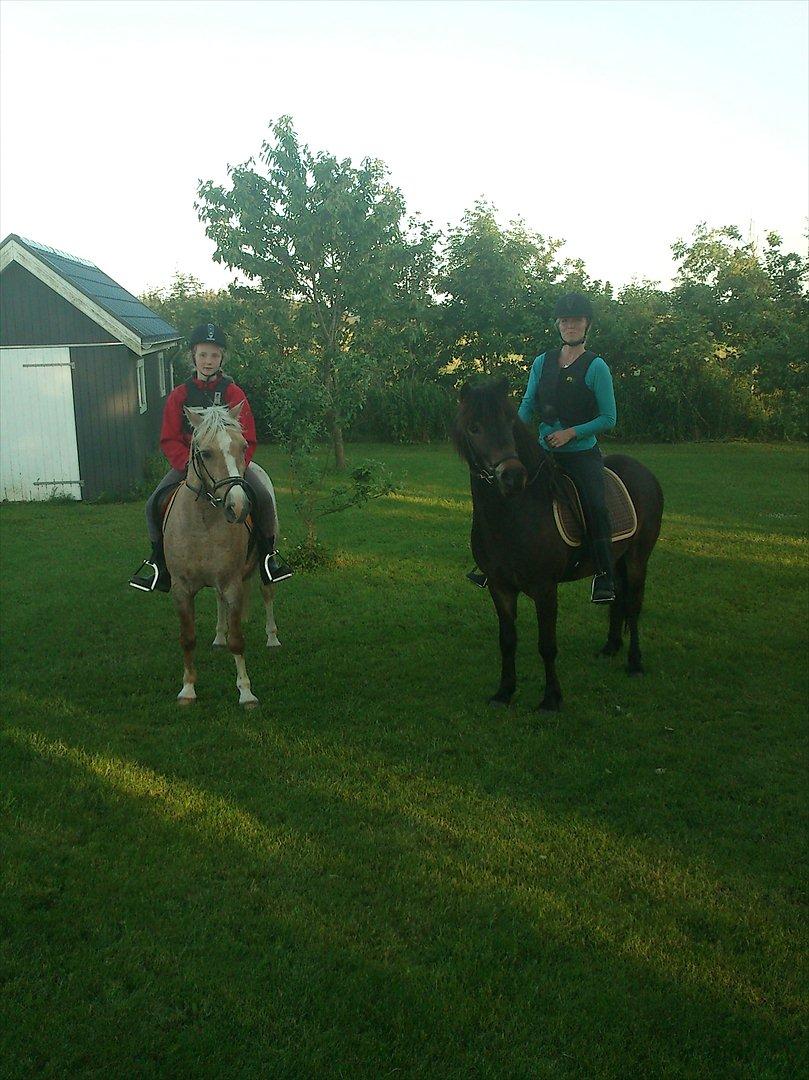 Islænder Kolfaxi fra Midtgaard billede 11