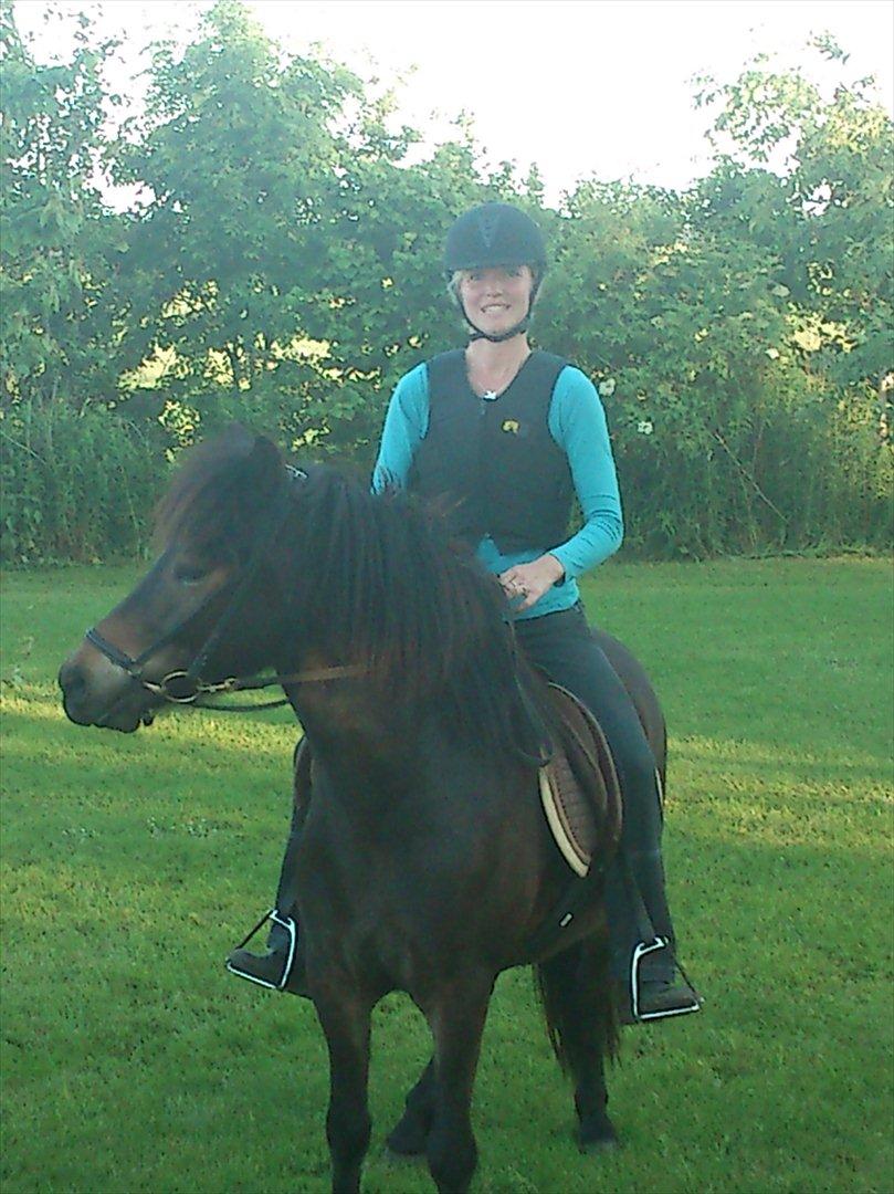 Islænder Kolfaxi fra Midtgaard billede 12