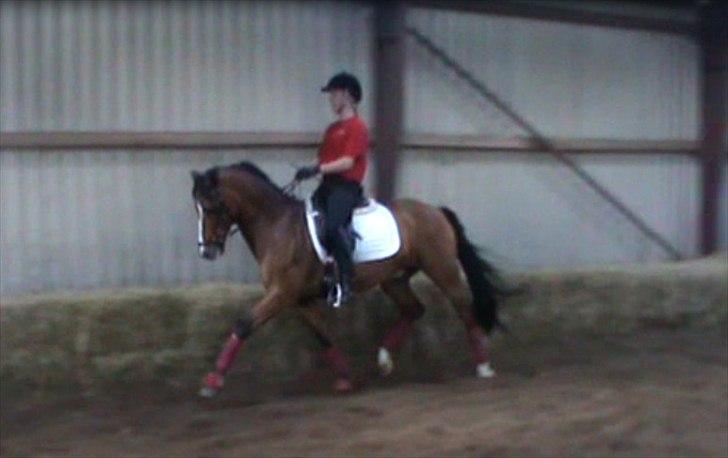 New Forest Fuglekildes macoy - Træning i juni 2012 :-) billede 5