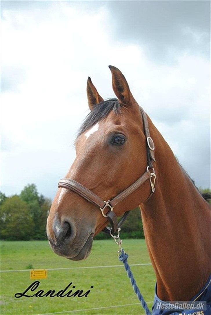 Tysk Oldenburger Landini billede 4