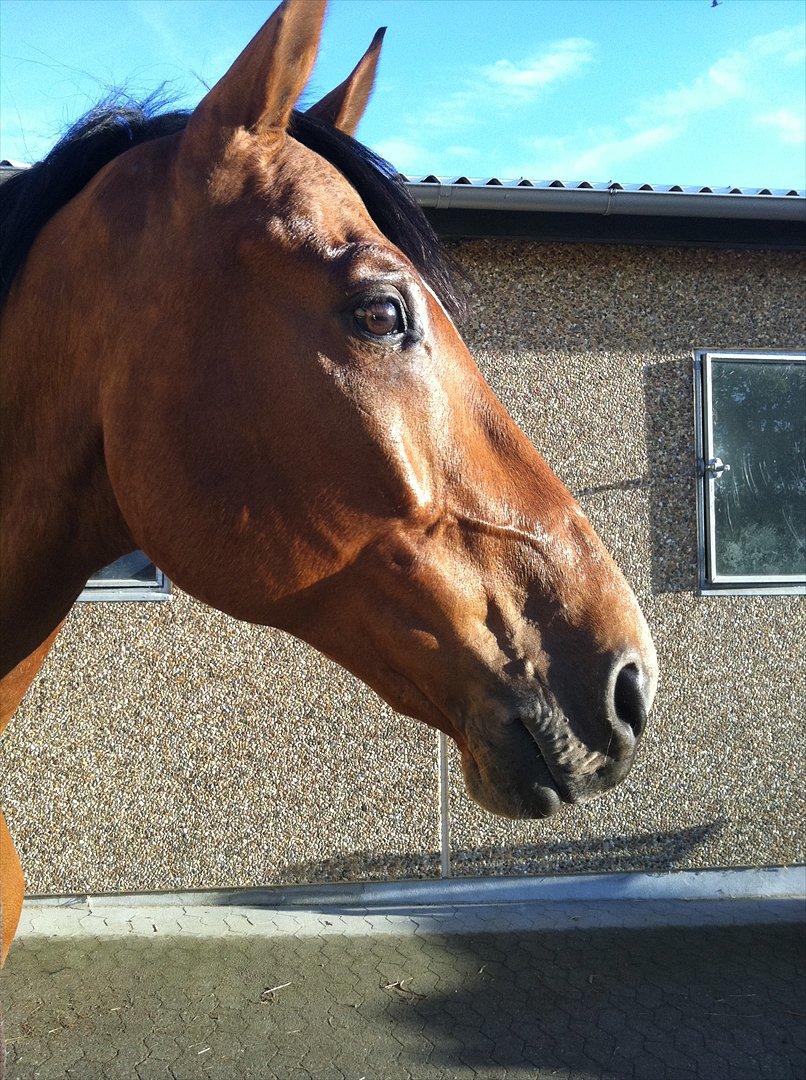 Tysk Oldenburger Landini billede 9