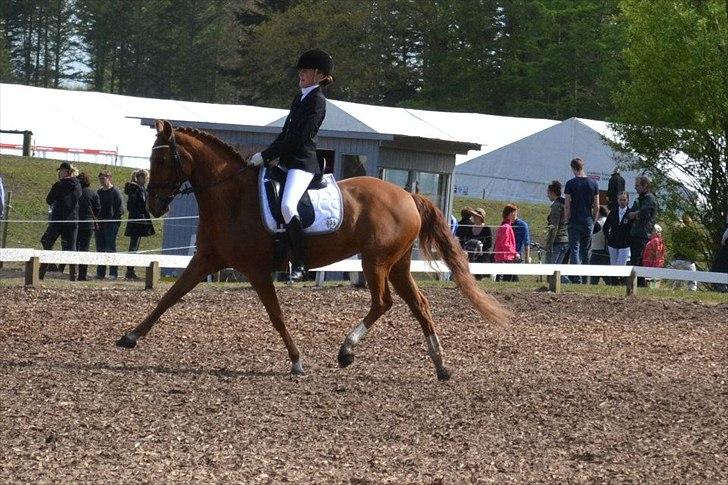 New Forest Reigershoeve Debbie (B-PONY) - La3 på morsø billede 17